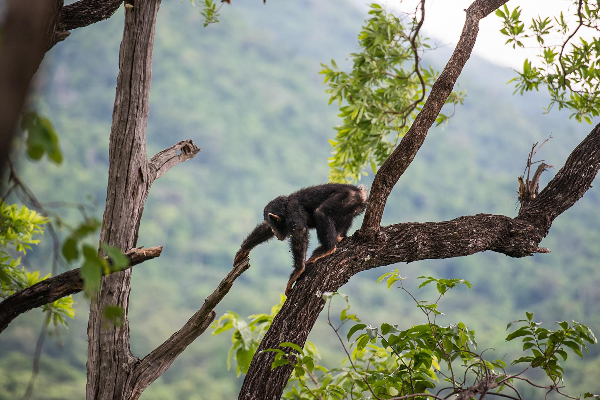 Schimpansen Safari im Mahale Nationalpark in Tansania  - Globetrotter Select