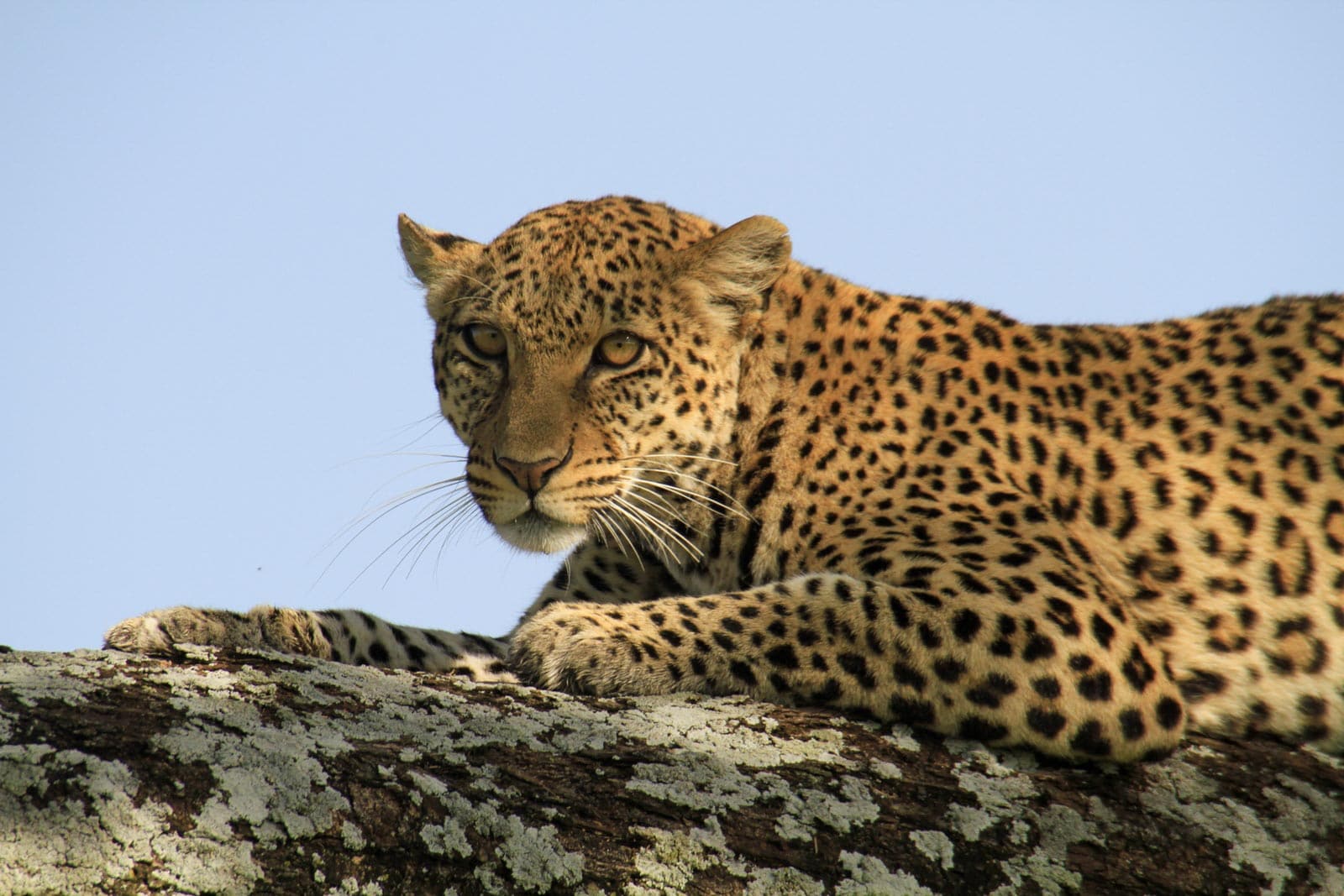 Safari in der Serengeti Savanne in Tansania
