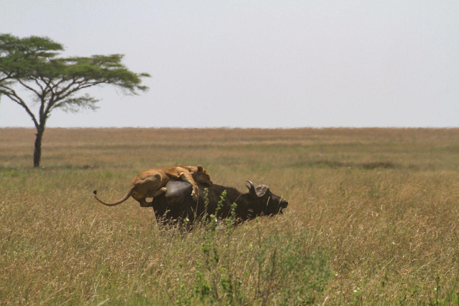 Safari in der Serengeti - Globetrotter Select