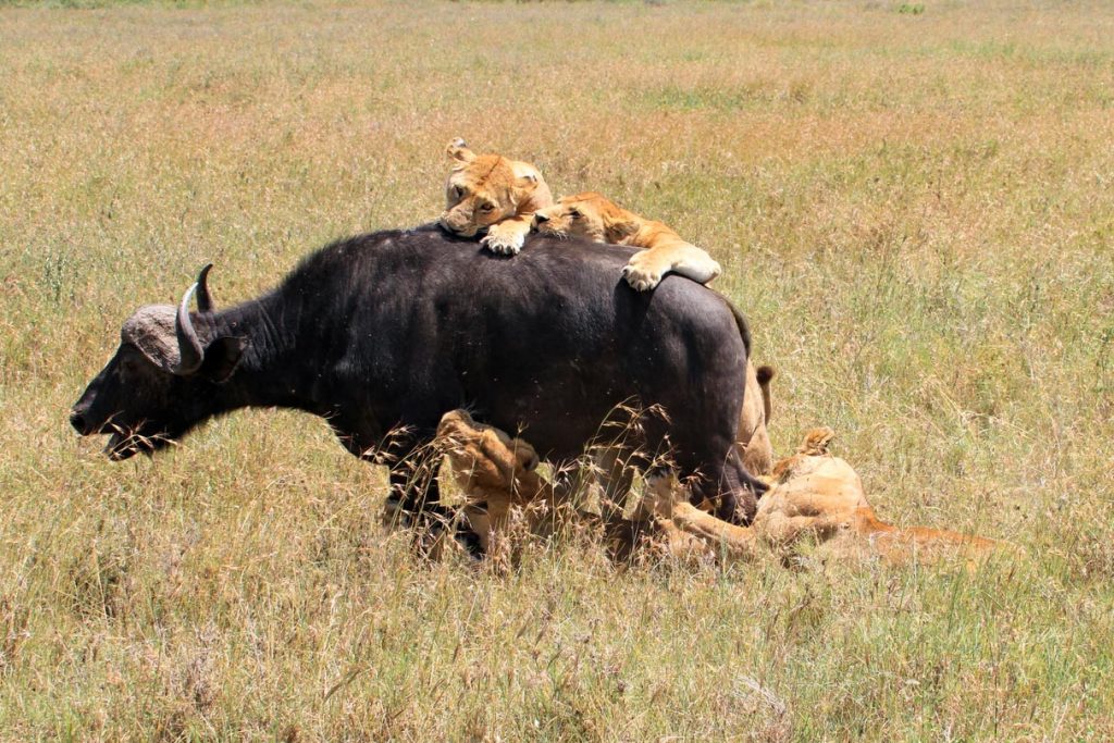 Safari in der Serengeti Savanne in Tansania - Globetrotter Select