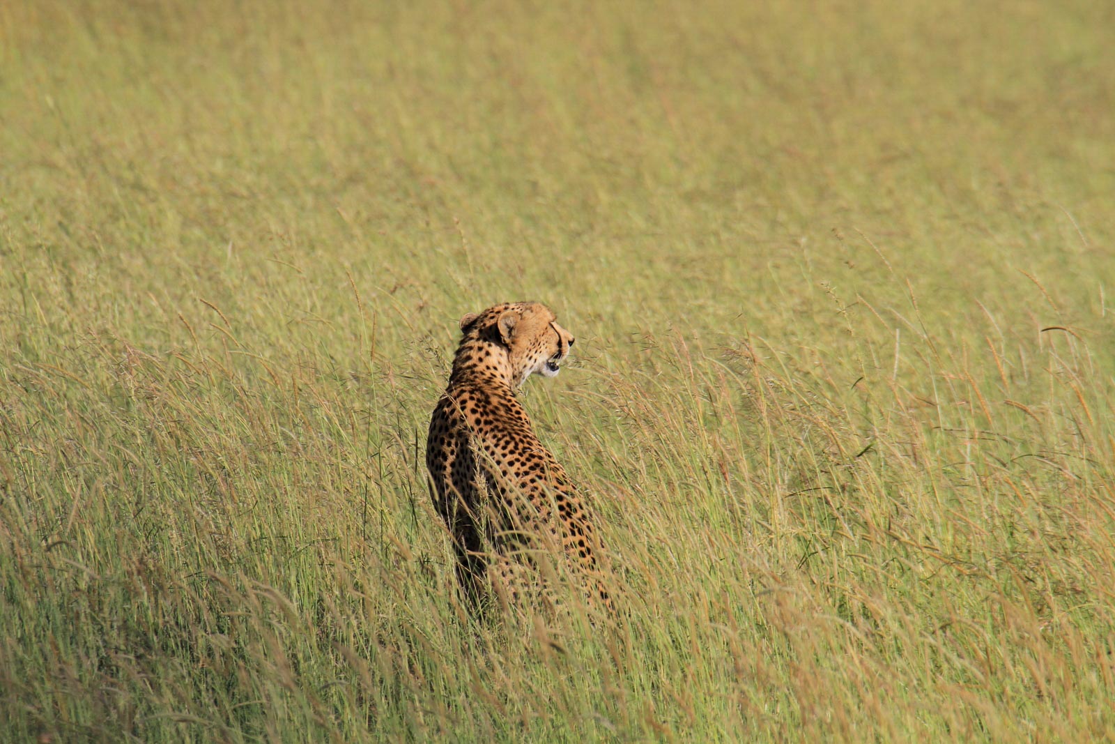 Safari in der Serengeti Savanne in Tansania