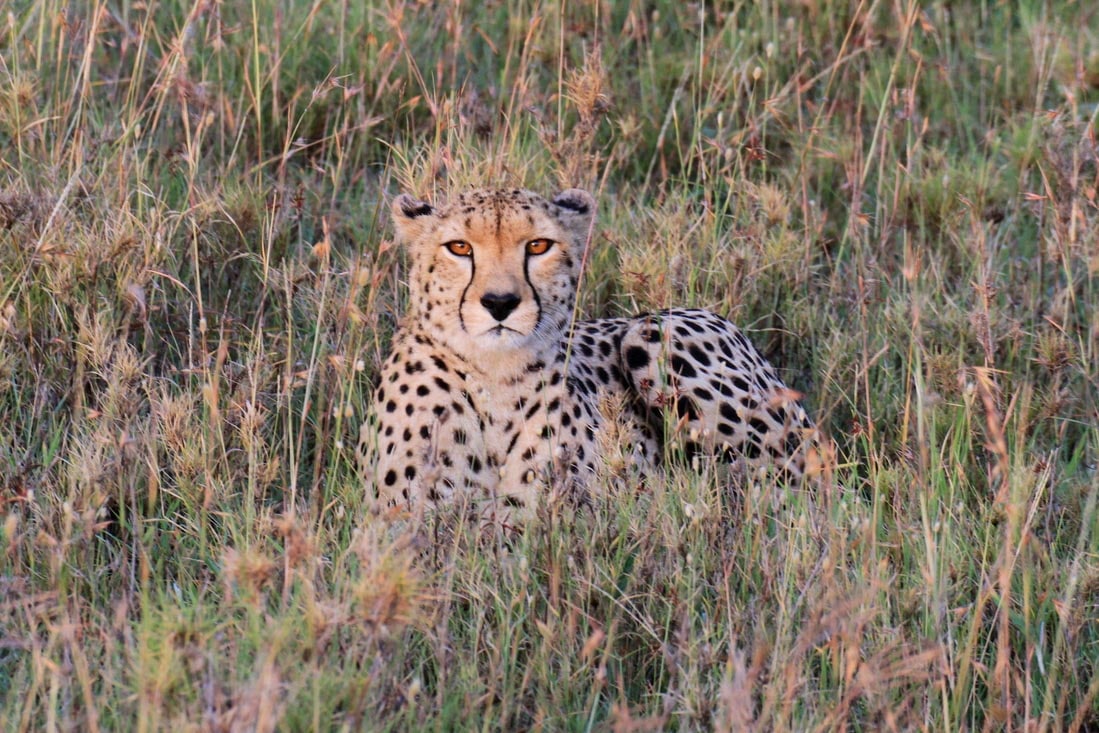 Safari in der Serengeti Savanne in Tansania - Globetrotter Select