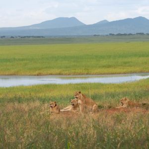 Tarangire Nationalpark in Tansania - Globetrotter Select