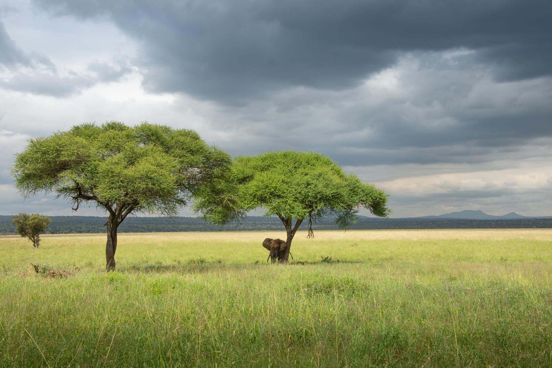 Tarangire Nationalpark in Tansania - Globetrotter Select