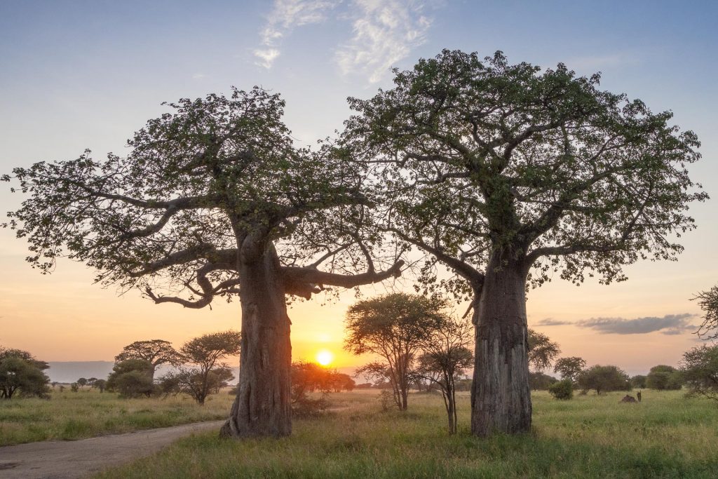 Tarangire Nationalpark in Tansania