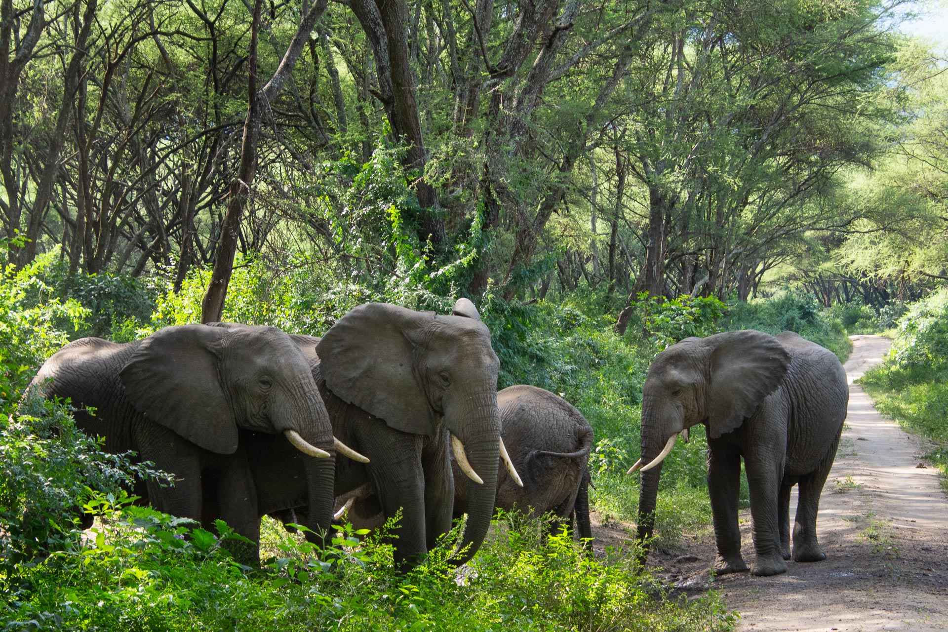 Tarangire Nationalpark Globetrotter Select